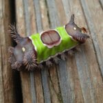 19 photos of caterpillars and butterflies they turned into