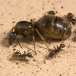 ( 21 фото) Как избавиться от домашних муравьёв в квартире народными и покупными средствами
