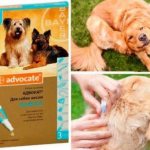 Advocate: drops for dogs