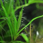 Аквариумные паразиты рыб: черви, водоросли, название и описание