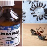 Ammonia from ants