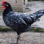 Andalusian blue chicken breed