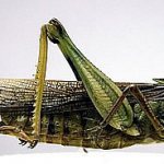 Asian migratory locust
