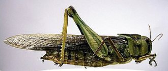 Asian migratory locust