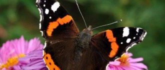 Бабочка адмирал (60 фото): описание, виды и среда обитания