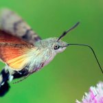 Hawkmoth butterfly - an insect similar to a hummingbird, photo and video