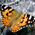 Butterfly Burdock: nutrition, lifestyle, habitats