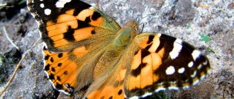 Бабочка Репейница: питание, образ жизни, места обитания
