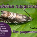 Бабочка сливовой плодожорки