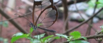 Glass Butterfly photo 5