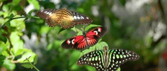Butterflies - general characteristics, types and stages of development