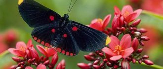 бабочки внешний вид где живут чем питаются