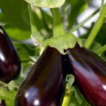 Eggplant Diamond: description of the variety and nuances of care