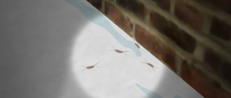 белое насекомое в ванной