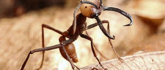 White ant from Africa