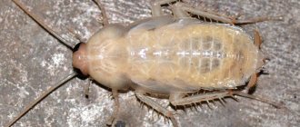 White cockroach in the house