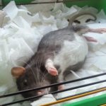 Pregnant rat