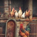 poultry farming business