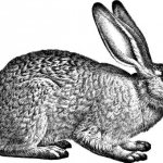 бизнес план кролиководство