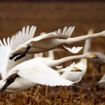Noble swan: migratory bird or not