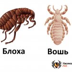 What&#39;s the difference between a flea and a louse?