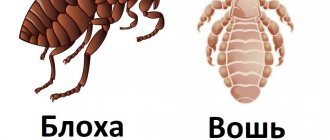 What&#39;s the difference between a flea and a louse?