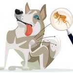 flea bites dog