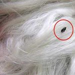 Dog flea, what fleas look like on a dog (photo)