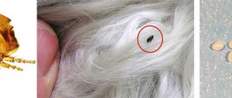 Dog flea, what fleas look like on a dog (photo)