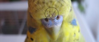 Fleas on parrots