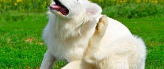 Fleas in dogs: causes and signs of appearance, methods of removal