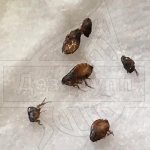 Fleas in the carpet - pictures of fleas