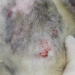 Блошиный дерматит у кошек: признаки и лечение