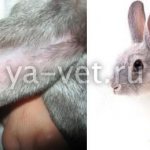 ear diseases in rabbits