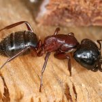 Большие муравьи для новичка