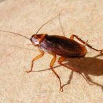 Large cockroaches and how to deal with them