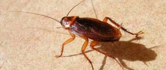 Large cockroaches and how to deal with them