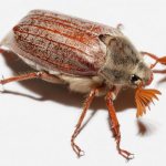 Борьба с личинками майского жука в клубнике