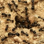 fighting garden ants using traditional methods
