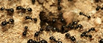 борьба с садовыми муравьями народными методами