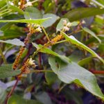 Fighting aphids in the garden - effective ways