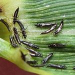 thrips control