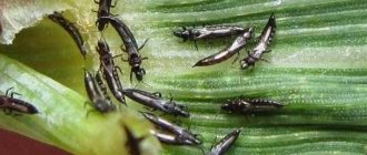 thrips control