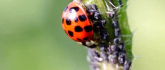 Ladybug eats aphids