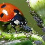 Ladybug and aphid