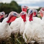 Broiler turkeys require serious attention to nutrition and maintenance
