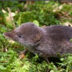 shrew - appearance of the animal