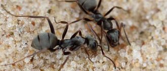 Brown forest ant (Formica fusca), photo photography insects