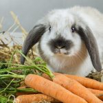 What to feed domestic rabbits