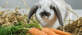 What to feed domestic rabbits
